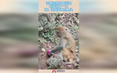 痞幼黑料口猴子视频,口猴子视频事件真相曝光