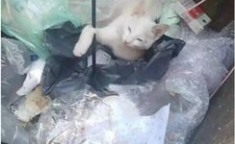 大一新生杀流浪猫,大一新生弓箭射杀流浪猫引发社会关注与谴责